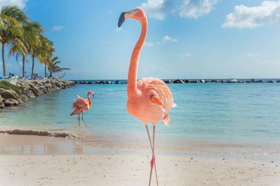 Elite Travel Reviews Why Do Tourists Love Aruba (3)